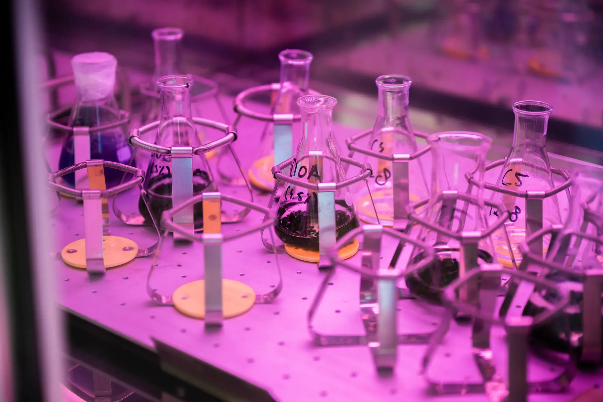 Algae cultures growing in glass flasks under a pink grow-light in the lab